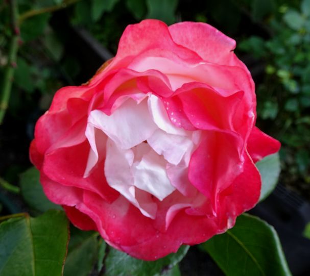 gooからきました - はてなブログ グループ