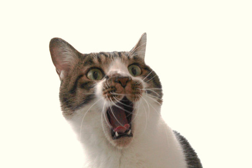 アンケート（情報サイト）に関するWebメディア