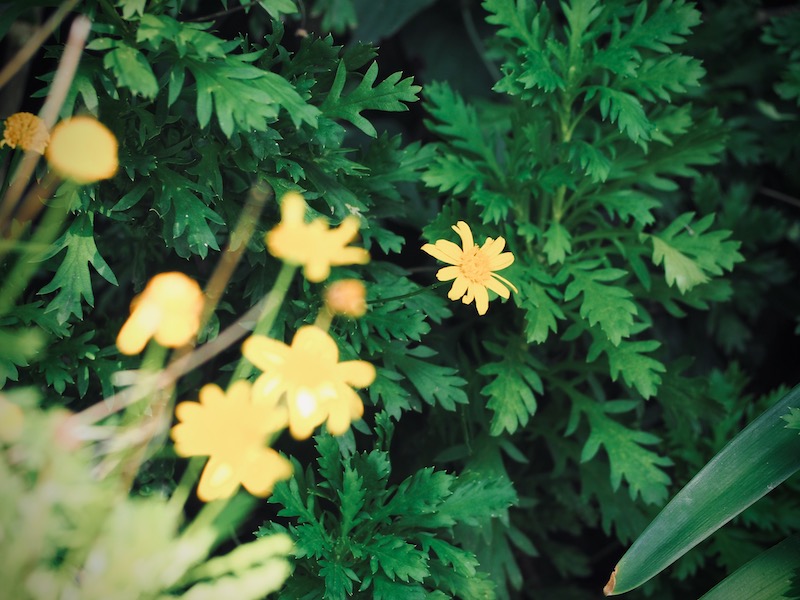 コスメ（美容＆ファッション）に関するWebメディア