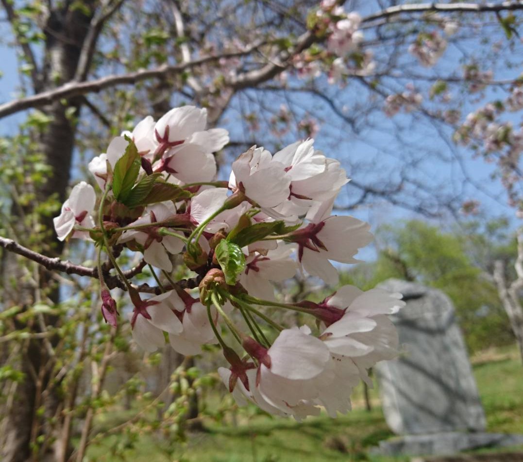 車（自動車＆自転車＆バイク）に関するWebメディア