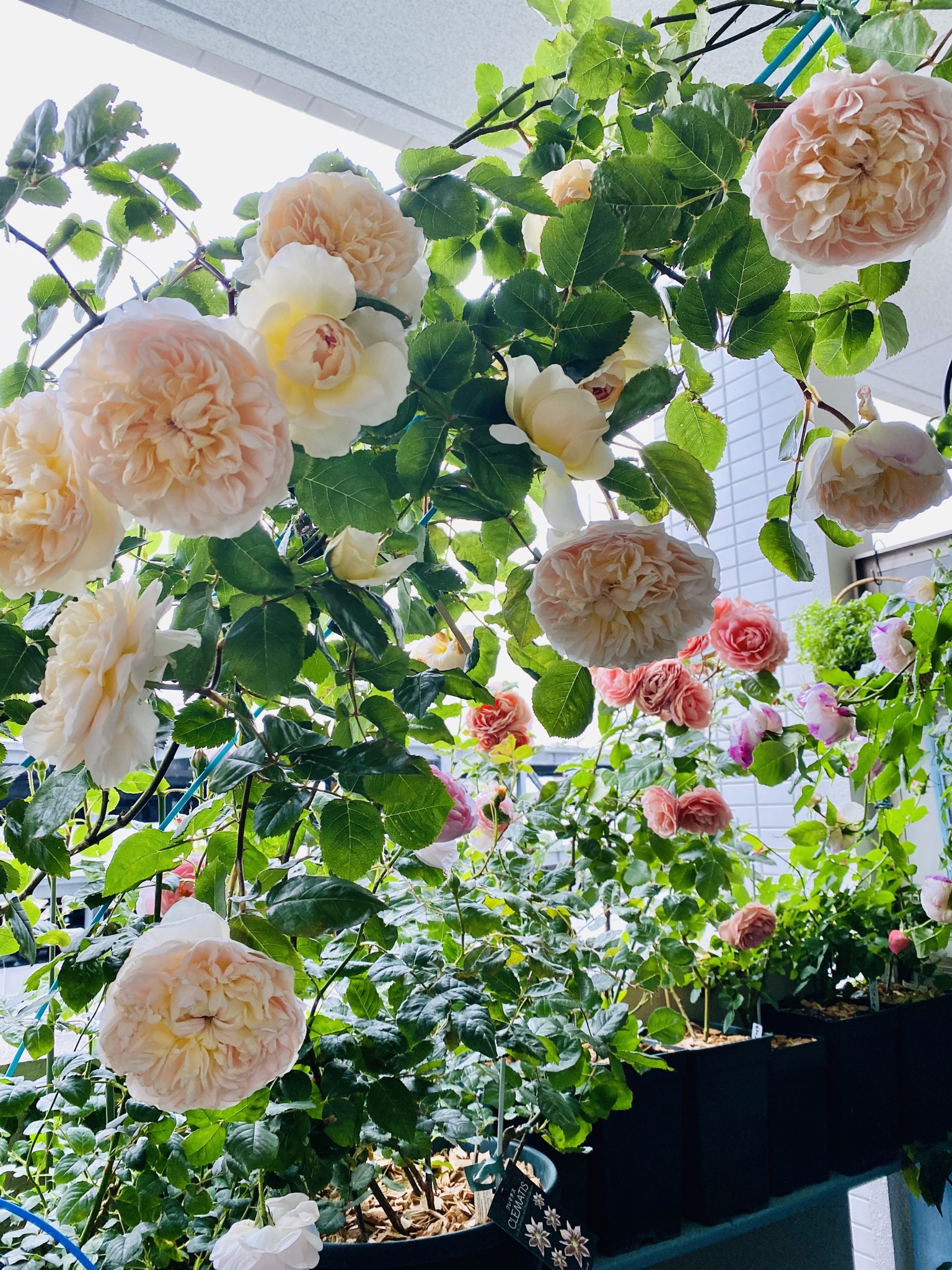 Tef S Garden ベランダでバラと暮らす