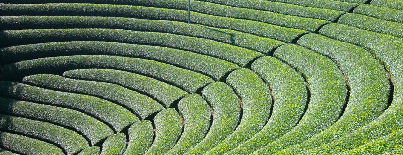 お茶（飲料＆食品）に関するWebメディア