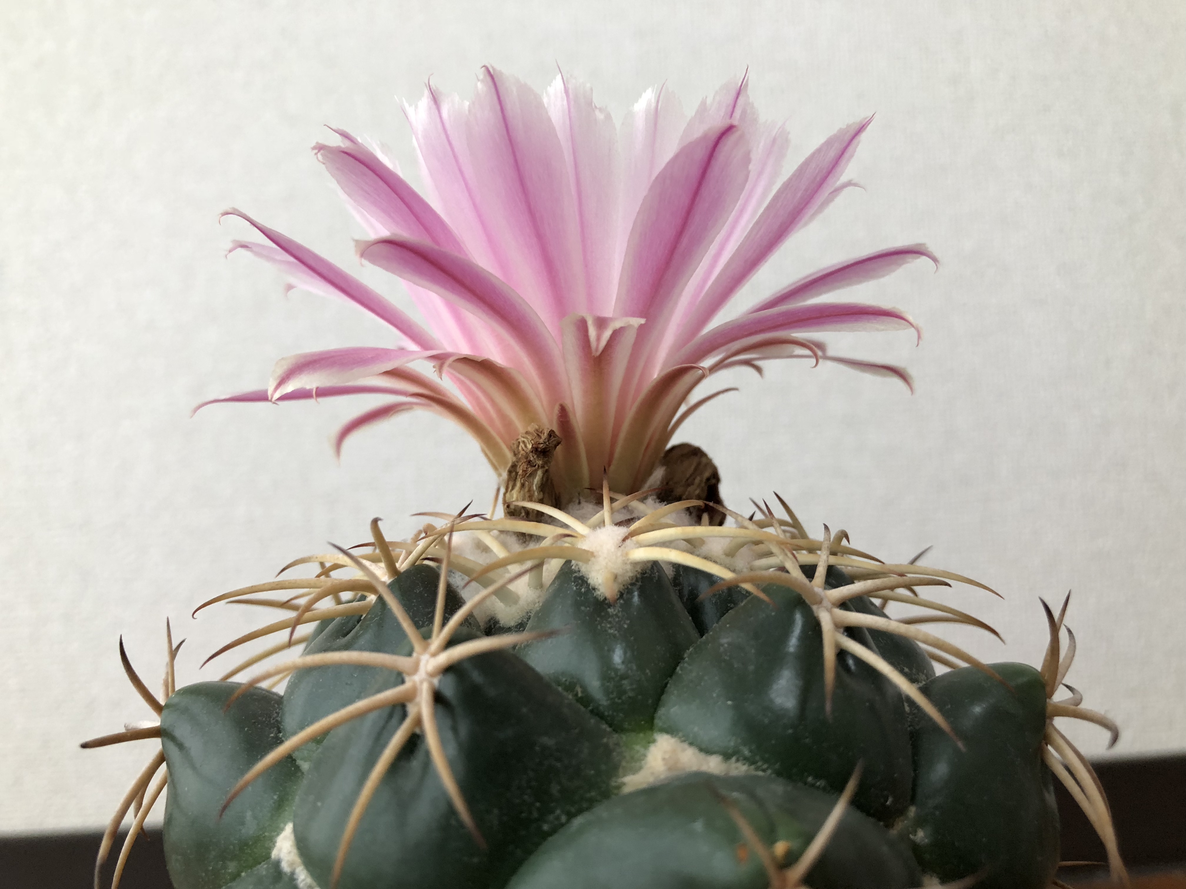 サボテンページ 6195EKUxpjL._UF894,1000_QL80_.jpg