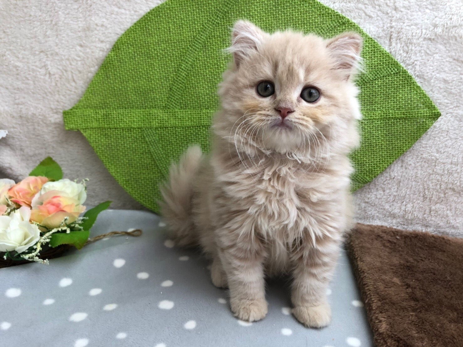 ドライブ（自動車＆自転車＆バイク）に関するWebメディア