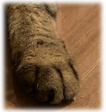 車（自動車＆自転車＆バイク）に関するWebメディア