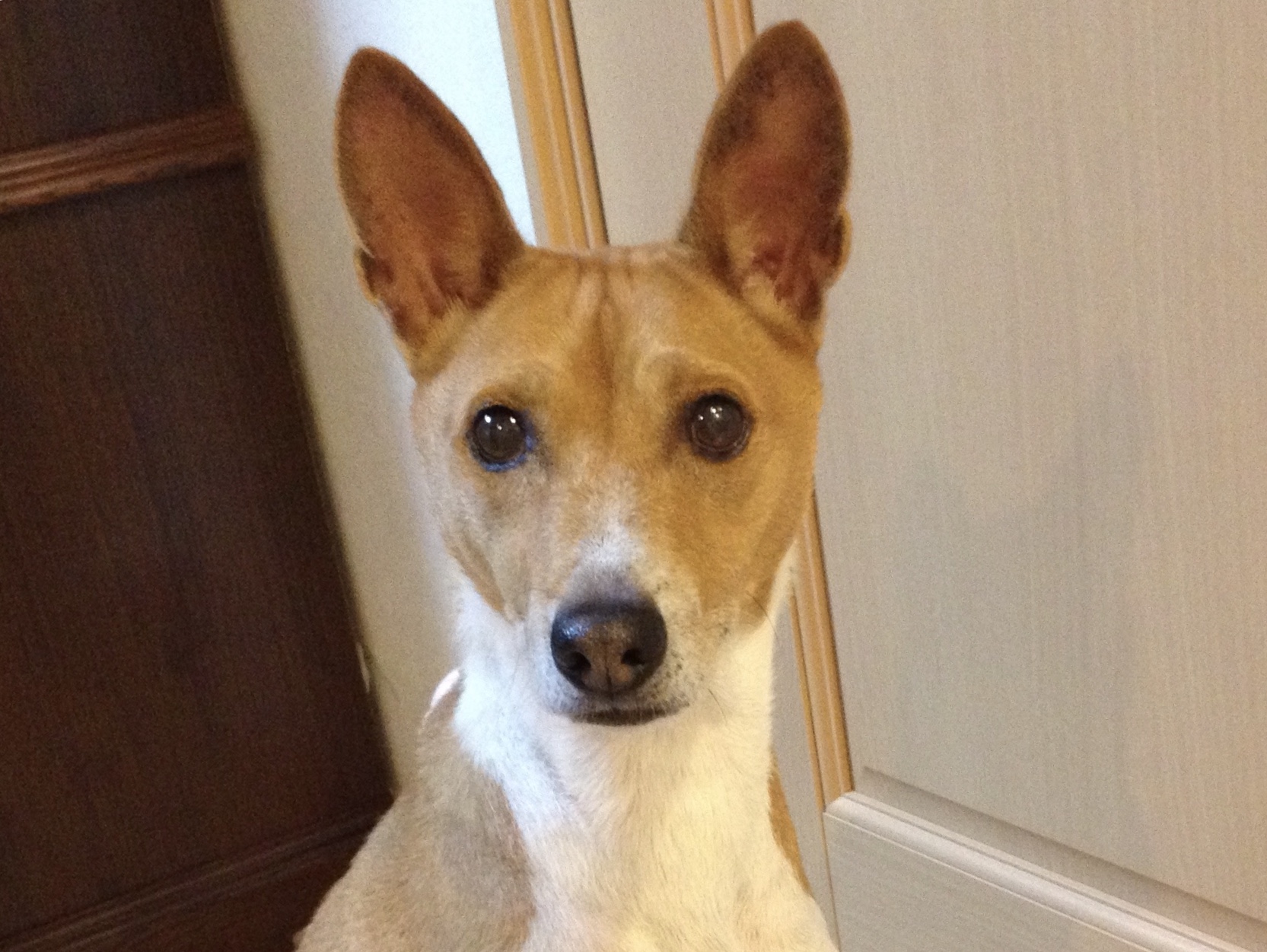 アイデア（情報サイト）に関するWebメディア