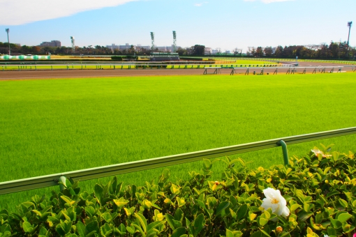 フェブラリーs 出走予定の中から 馬い飯が食べたい