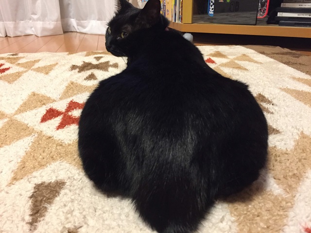 クルマ（自動車＆自転車＆バイク）に関するWebメディア