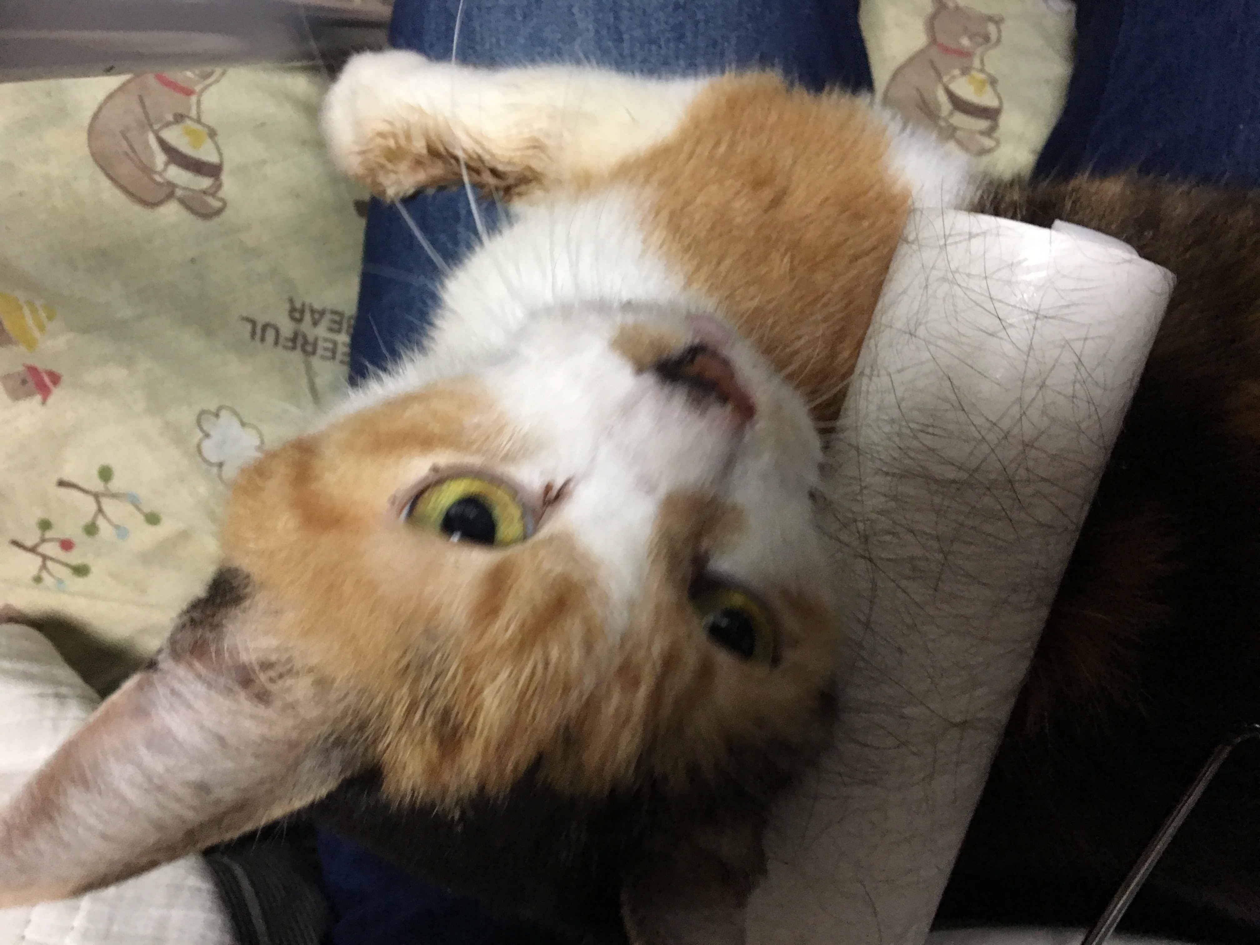 バイク・政治（自動車＆自転車＆バイク・政治）に関するWebメディア