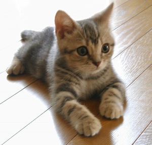 バイク（自動車＆自転車＆バイク）に関するWebメディア