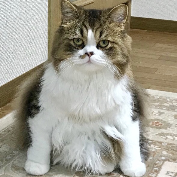 精神障害・障害者（メンタル）に関するWebメディア