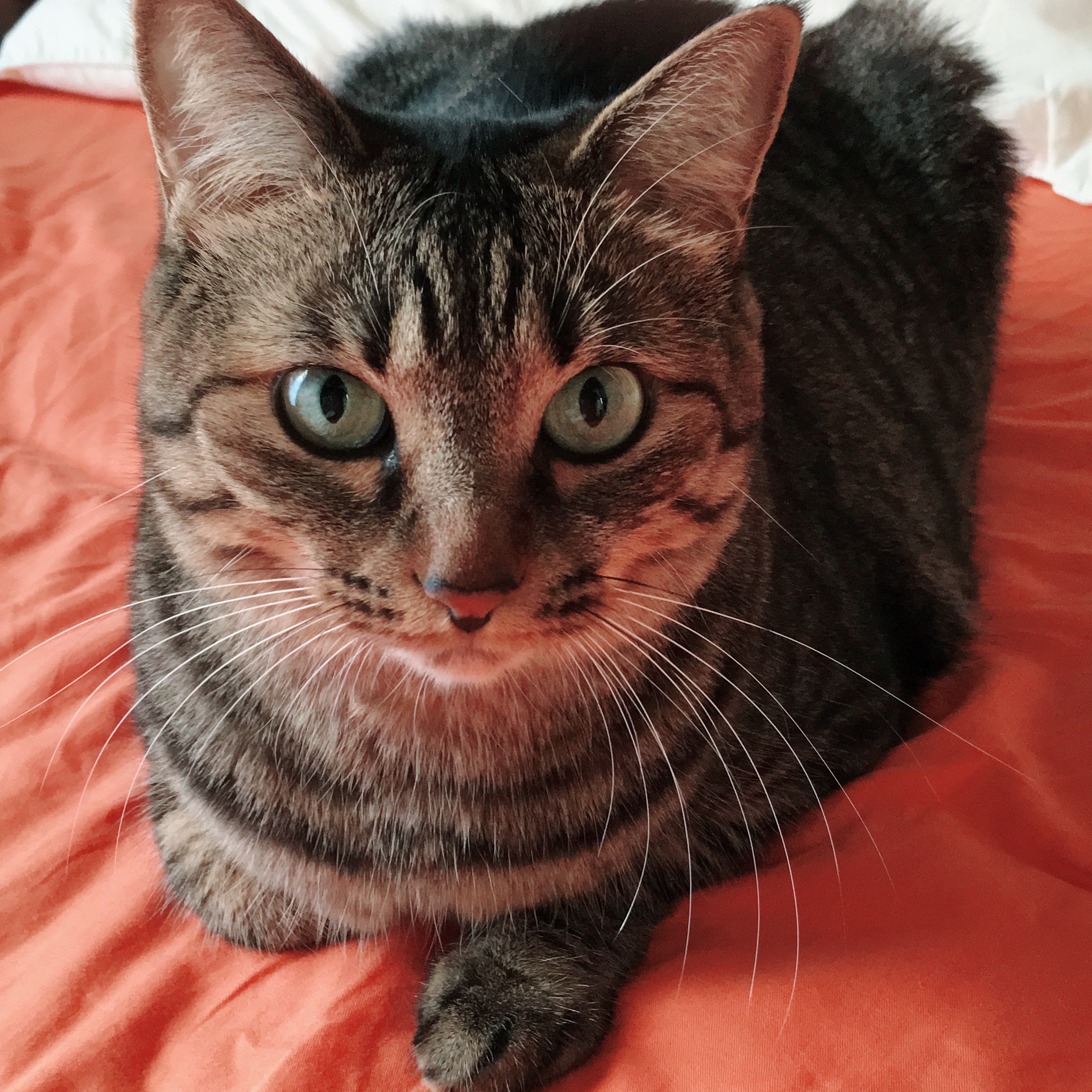 料理レシピ（料理）に関するWebメディア