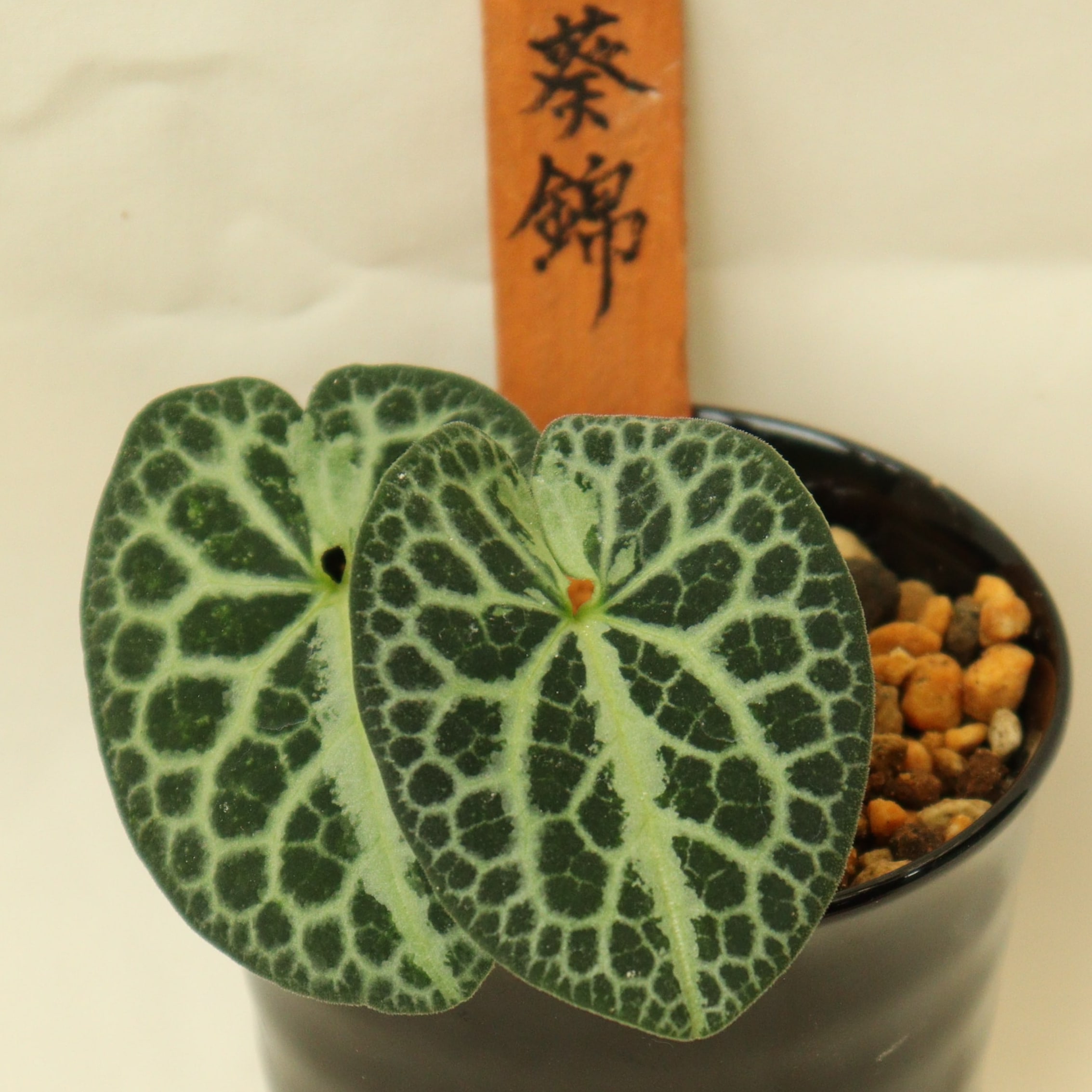古典園芸植物 細辛の世界