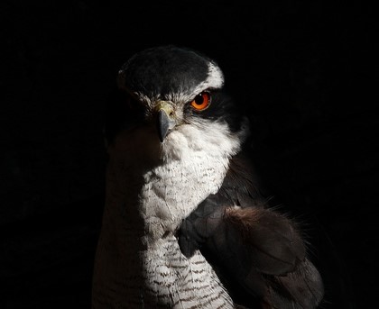 車（自動車＆自転車＆バイク）に関するWebメディア