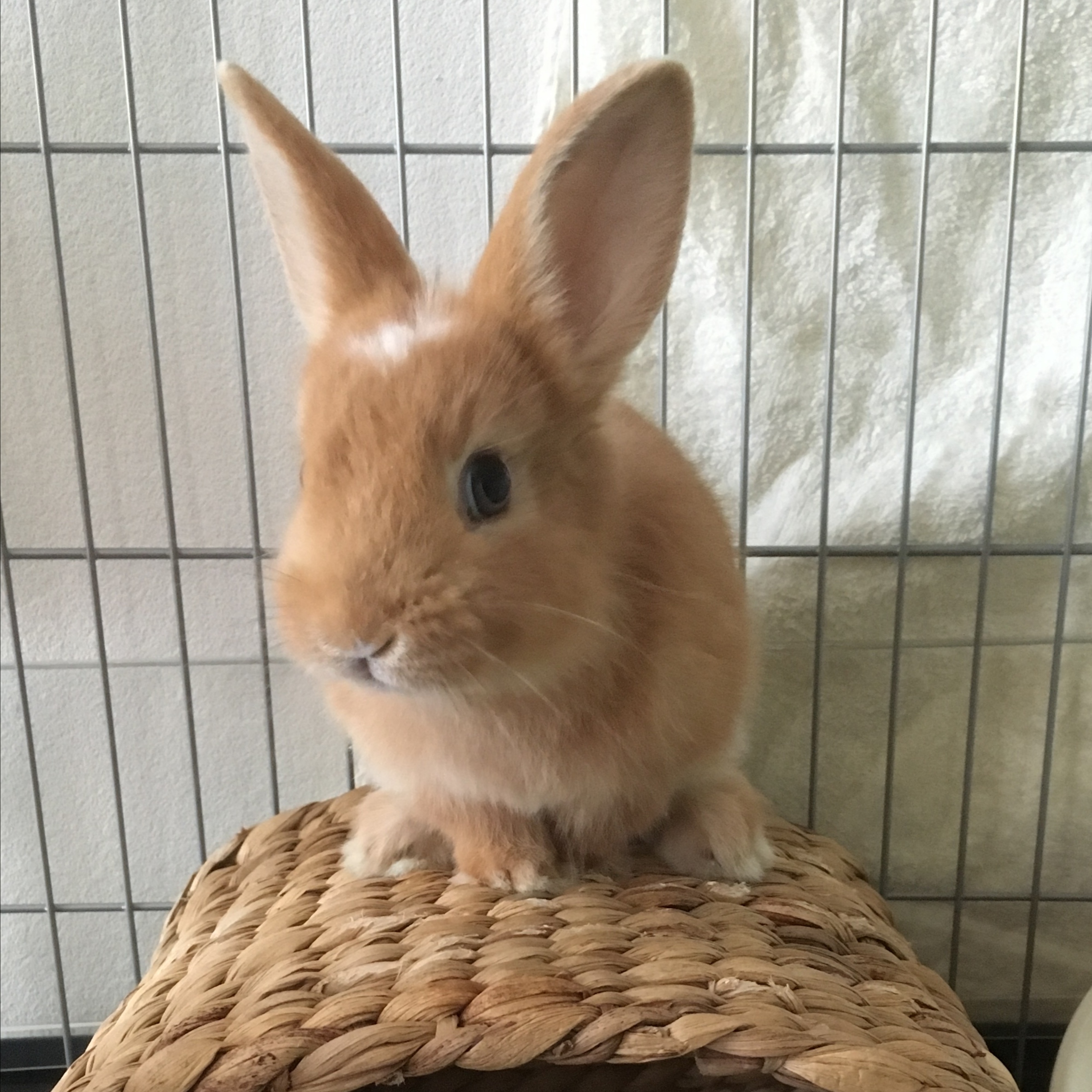 アイデア（情報サイト）に関するWebメディア