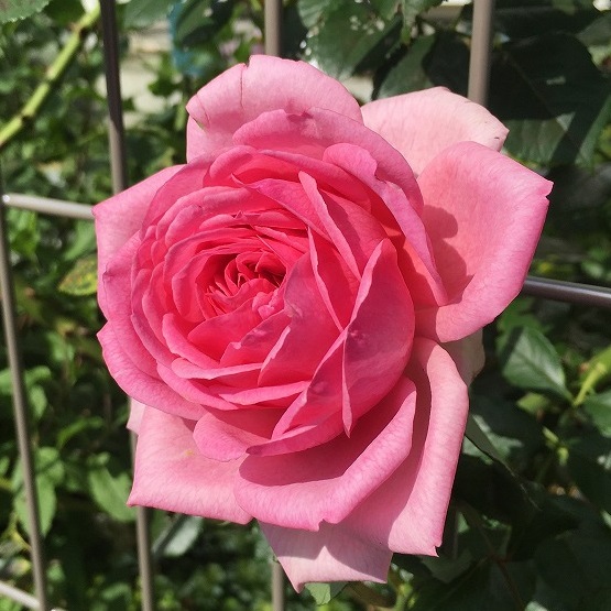 ガーデニング（住まい＆インテリア）に関するWebメディア