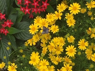 精神障害・障害者（メンタル）に関するWebメディア