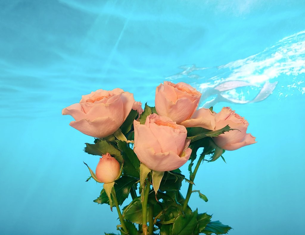 お菓子作り（料理）に関するWebメディア