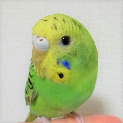 鳥好き獣医が伝えたい鳥の飼い方｜もも小鳥の動物病院 郵送糞便検査