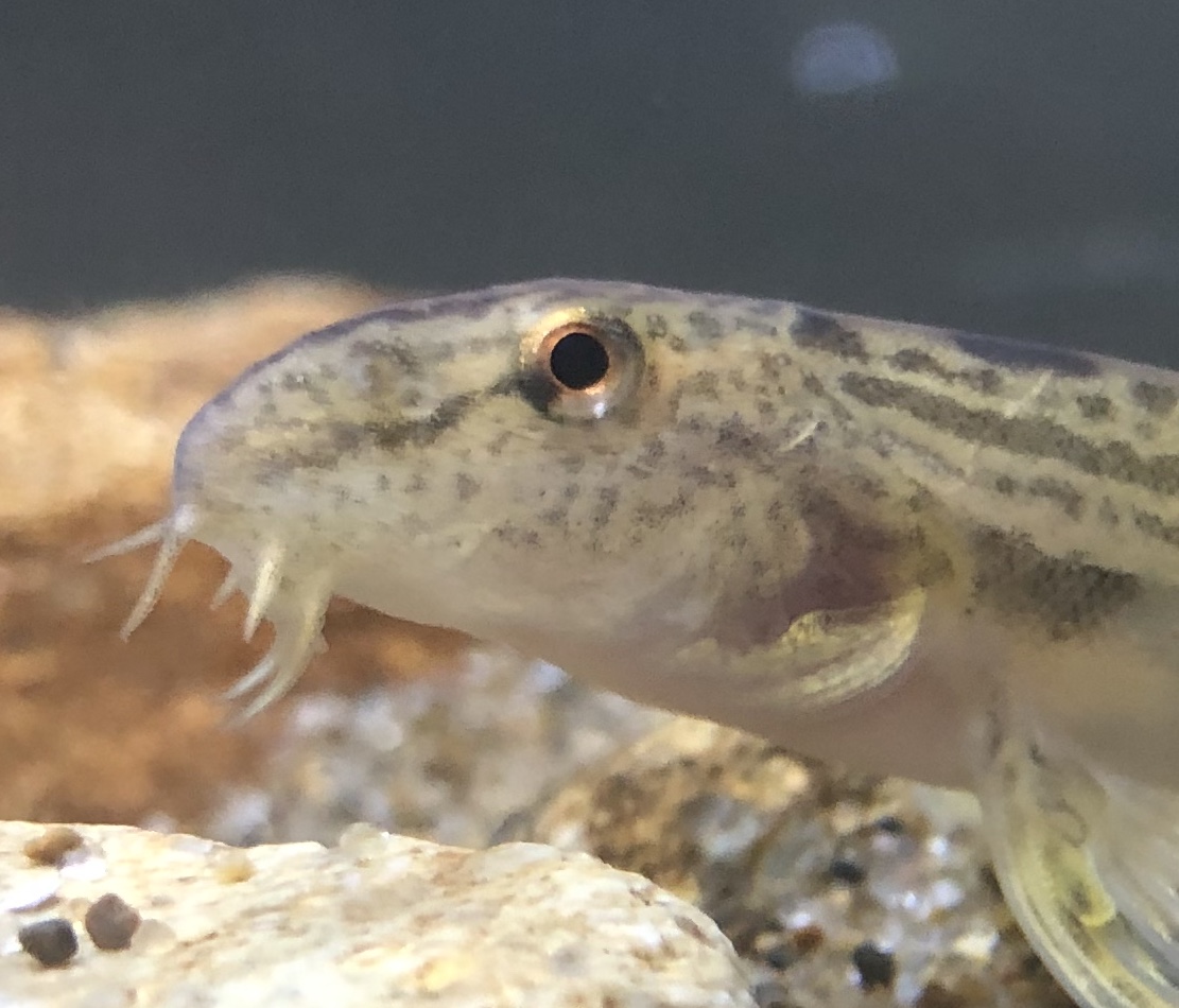 にょろにょろ