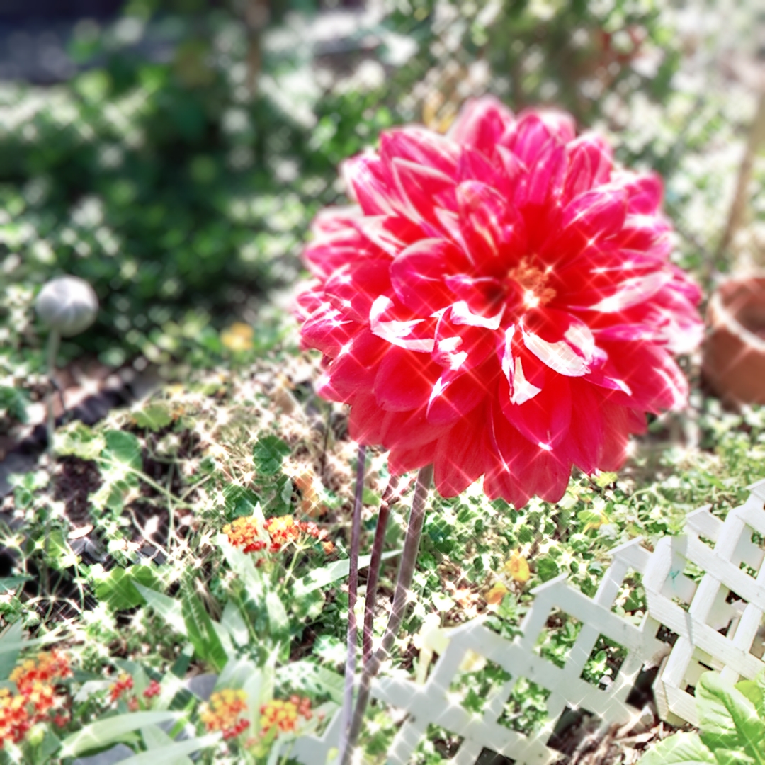 料理（料理）に関するWebメディア