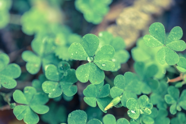 コスメ（美容＆ファッション）に関するWebメディア