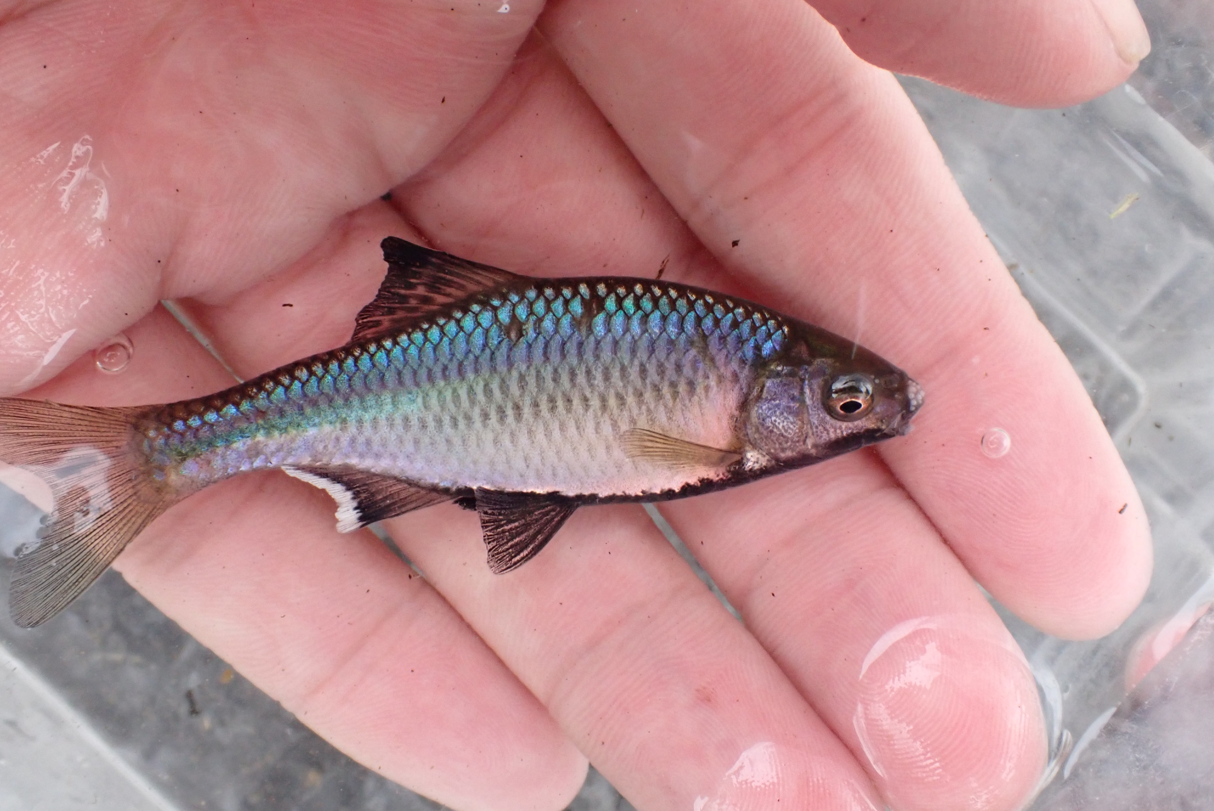 未使用】グッピーまつり カラー:金魚まつり TULALA ルアーの落札