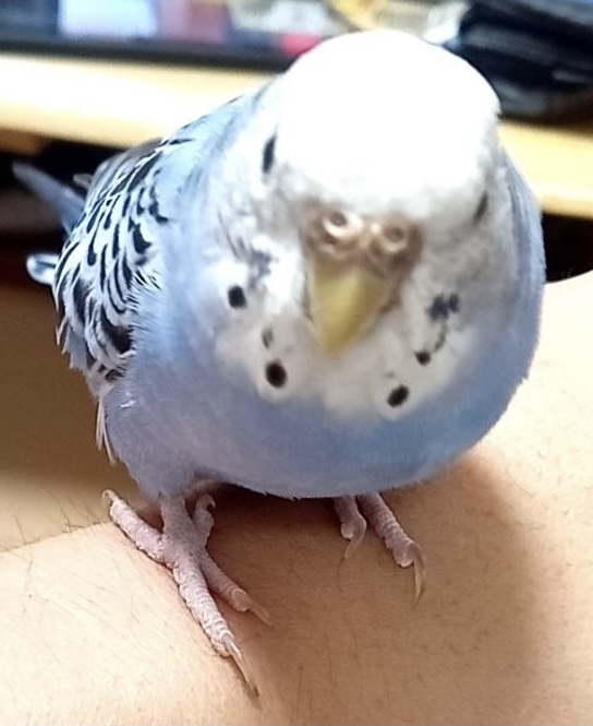 セキセイインコに たんぱく質を取らせるには 卵とビール酵母がおすすめ Mappiyo S Diary