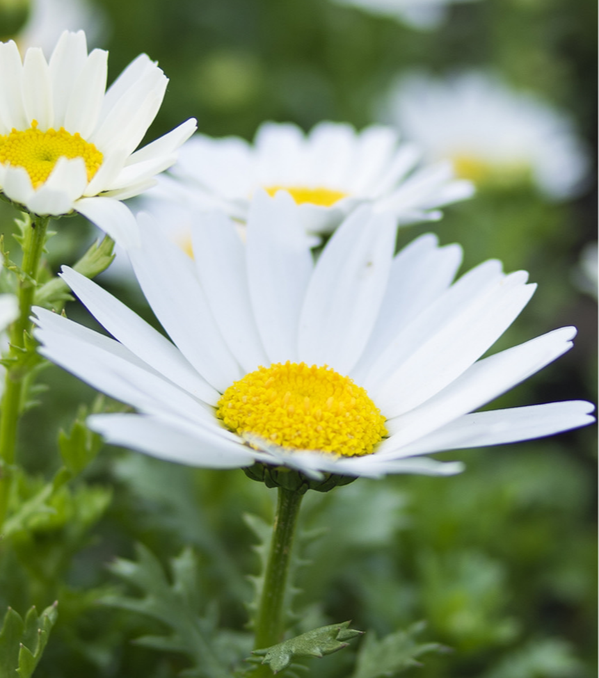 スイーツ（飲料＆食品）に関するWebメディア