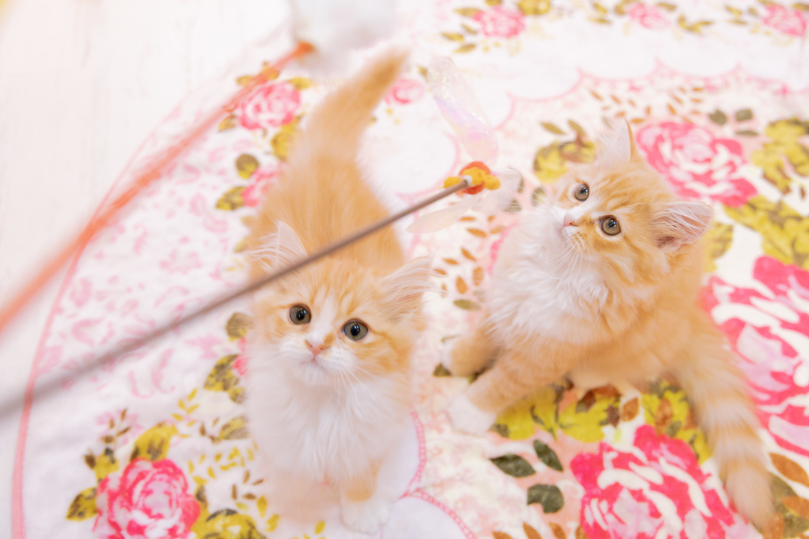 コスメ（美容＆ファッション）に関するWebメディア