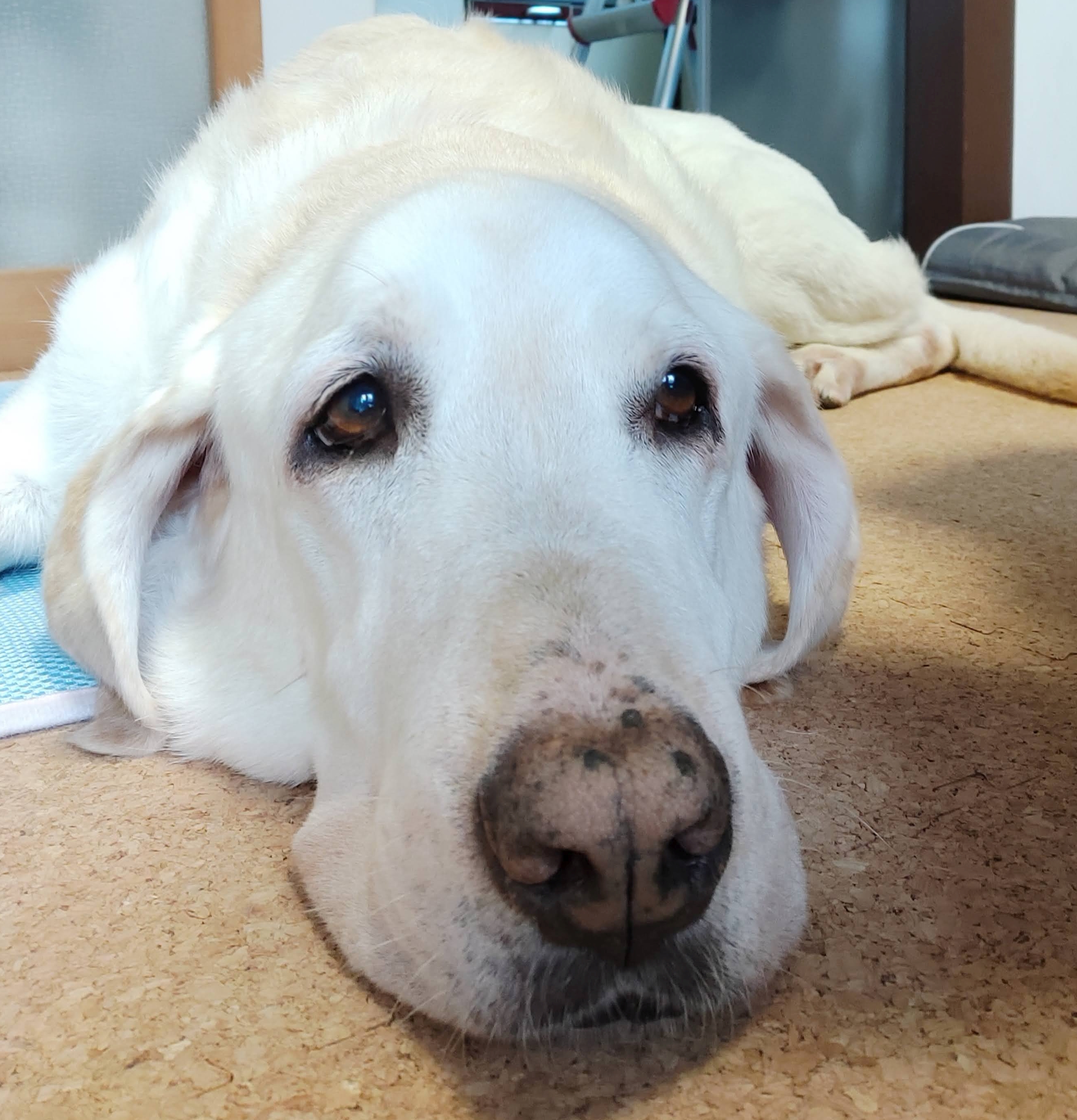 翁犬ブログ